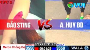 Anh Bảo Sting vs anh Huy BD 09-05-2025