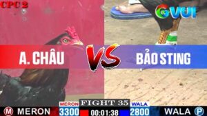 Anh Châu vs anh Bảo Sting ngày 09-05-2025