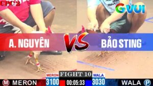 Anh Nguyên vs Bảo Sting 09-05-2025