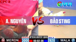 Anh Nguyên vs ảnh Bảo Sting ngày 09-05-2025
