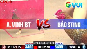Ảnh Vinh BT vs anh Bảo Sting 09-05-2025
