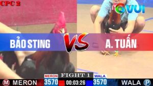 Bảo Sting vs Anh Tuấn 09-05-2025