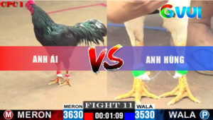 Trận 11 CPC1 24/5/2025 - Gà Bướm Anh Hùng Quá Đâm Ô Dính Cựa Ói Máu