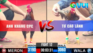 Trận 12 CPC3 25/5/2025 - Gà Thái Đá Đâm Như Máy Xanh Dính Cựa Bỏ Chạy