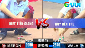 Trận 15 CPC3 29/5/2025 - Gà Điều A Kiệt Dí Ăn 6 Bị Camelo A Huy Xử Gọn