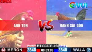 Tran 16 CPC1 15 5 2025 Ga Dieu Anh Oanh Da Dung 1 Chan Lum Lua