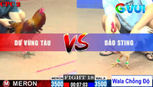 Trận 18 CPC2 23/5/2025 - Úa Hiệu Bảo Sting Chồng Độ Đâm Gà Đỏ Gãy Chân