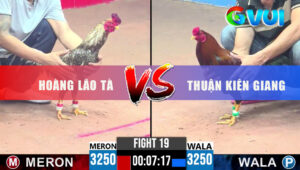 Trận 19 CPC3 30/5/2025 - Gà Cú Hoàng Lão Tà Dính 2 Chân Nước Nằm Sân