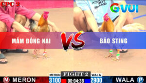 Trận 2 CPC2 23/5/2025 - Bảo Sting Chấp Ngông Bị Đối Thủ Đá Hư Hình