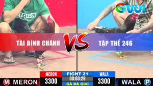 Trận 21 Giải CPC3 31/5/2025 - Tài Bình Chánh Bít Cửa Gà Tập Thể 246