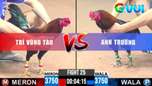 Trận 25 CPC3 21/5/2025 - Que Xanh Đá Cây Lưng Hạ Đẹp Đối Thủ