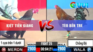 Trận 25 CPC3 27/5/2025 - Gà Xanh Chồng Độ Đá Như Máy Đâm Đỏ Nằm Sân