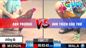 Trận 27 CPC3 29/5/2025 - Gà Đỏ Chồng Cựa Bị Xanh Đâm Lưng Nằm Sân