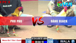 Trận 29 CPC2 23/5/2025 - Phu Phu Hơn 6 Chấm Gà Và Cái Kết Bất Ngờ