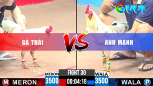 Trận 30 CPC3 25/5/2025 - Bướm Anh Mạnh Đá Gà Thái Không Kịp Thở Ói Xỉu