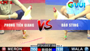 Trận 32 CPC2 23/5/2025 - Bướm Hiệu Bảo Sting Gặp Đỏ 2 Tay Nước Ra Đảo
