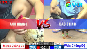 Trận 42 CPC2 23/5/2025 - Chuối Bảo Sting Chấp 4 Chấm Thắng Thuyết Phục