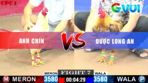 Trận 7 CPC1 24/5/2025 - Úa Anh Chín Đâm Cựa Nghiệt Cú Nằm Giải Chết