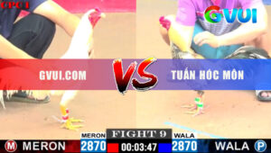 Trận 9 CPC1 22/5/2025 - Bướm Chụp Chuối Đá 1 Tăng Về Nhanh Gọn