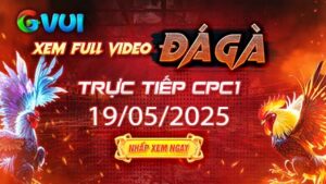 Xem full video đá gà trực tiếp CPC1 ngày 19-05-2025
