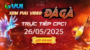 Xem full video đá gà trực tiếp CPC1 ngày 26-05-2025