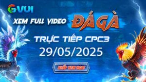 Xem full video đá gà trực tiếp CPC3 ngày 29-05-2025