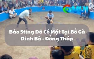 Phát Súng Đầu Tiên Của Bảo Sting Tại Bồ Gà Dinh Bà - Đồng Tháp