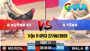 Trận 11 CPC3 27/06/2025 giữa anh Huỳnh Sóc Trăng và anh Tình Chạng gà: đỏ 3500g – xanh 3230g Gà đỏ anh Huỳnh Sóc Trăng – gà xanh anh Tình Đỏ đá ăn 8 xổ 200 triệu