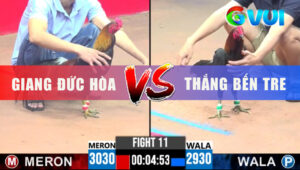 Trận 11 CPC3 5/6/2025 - Gà Đỏ Anh Giang Đá 1 Tăng Xanh Nằm Bại Liệt