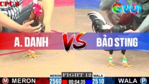 Trận 12 CPC2 Ngày 1-6-2025 giữa anh Danh và anh Bảo Sting