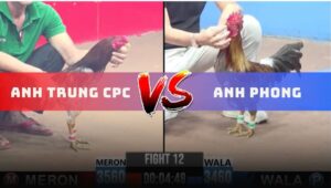 Trận 12 CPC3 11/6/2025 - Gà Anh Phong Canh Nạp 2 Chân Khiến Đối Thủ Hư Tì