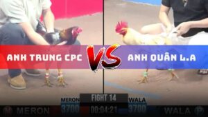 Trận 14 CPC3 11/6/2025 - Gà Xám Anh Trung Campuchia Siêu Lì Đòn