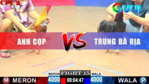 Trận 15 CPC2 8/6/2025 - Que Anh Trung Đâm Cựa Nghiệt Gà Đỏ Giãy Chết