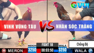 Trận 18 CPC3 10/6/2025 - Que Anh Nhân Chồng Độ Đâm Cựa Nghiệt Điều Ói
