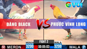 Trận 2 CPC3 6/6/2025 - Bướm Hiệu Anh Đăng Vô 3 Chân Xám Gục Đầu Chạy