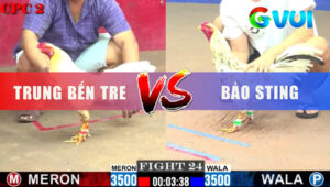 Trận 24 CPC2 6/6/2025 - Gà Đỏ Què Giò Vẫn Phản Lại Bảo Sting Ra Sân
