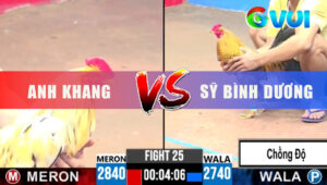 Trận 25 CPC3 5/6/2025 - Gà Cú Chồng Độ Bị Bướm Đá Cho Trụng Nước Sôi