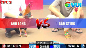 Trận 3 CPC2 1/6/2025 - Bảo Sting Nài Gà Từ Thua Sang Thắng Ngoan Mục