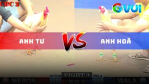 Trận 3 CPC2 11/6/2025 - Gà Bướm Anh Hoà Đá 1 Cước, Đỏ Đi Về Trước