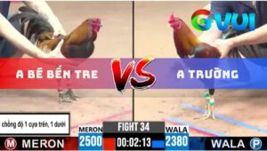 Trận 34 CPC3 22/06/2025 - Gà Que Anh Bé Bến Tre Chồng Độ 1