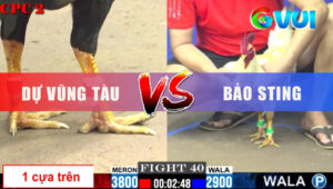 Trận 40 CPC2 6/6/2025 - Trận Đấu Bảo Sting Chấp Ngông Tới 9 Chấm Gà
