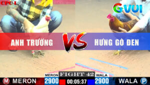 Trận 42 CPC1 2/6/2025 - Camelo Chế Tang Khét Ói Chạy Bay Bồ