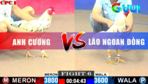 Trận 6 CPC1 3/6/2025 - Bướm Lão Ngoan Đồng Bị Đâm Đưa Anh Em Đi Xa