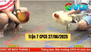 Trận 7 CPC5 27/06/2025 - Anh Tý Chùa Đã Có Mặt Tại Bồ C5