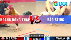 Trận 8 CPC2 6/6/2025 - Bướm Bảo Sting Nhảy 2 Chân Là Có Cựa Điều Ra Đi