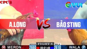 Trận 8 ngày 01-06-2025 giữa anh Long và anh Bảo Sting