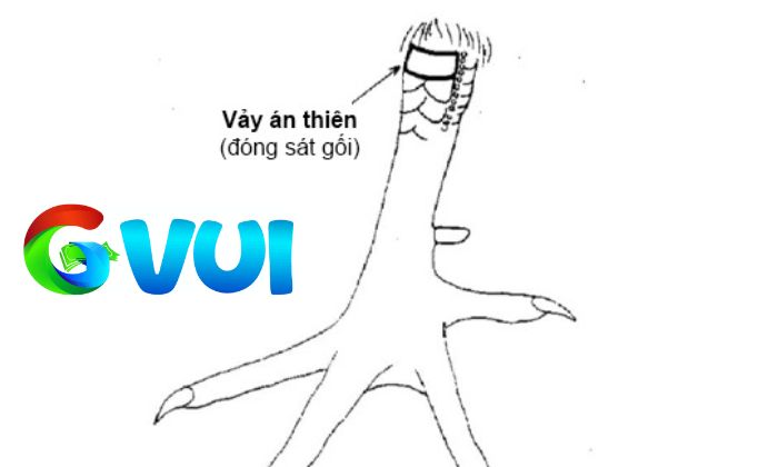 Vảy Án Thiên