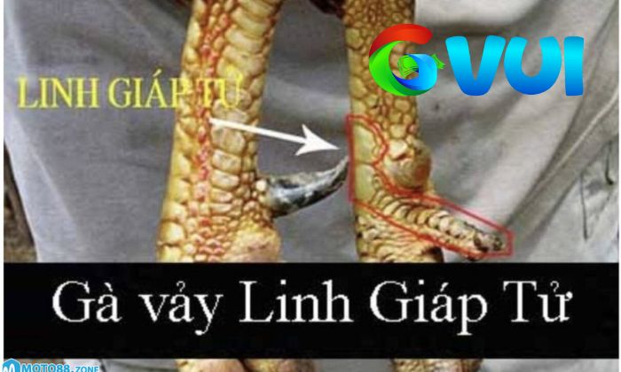 Vảy Linh Giáp Tử