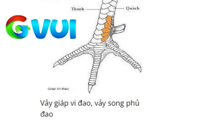 Vảy Song Phủ Đao